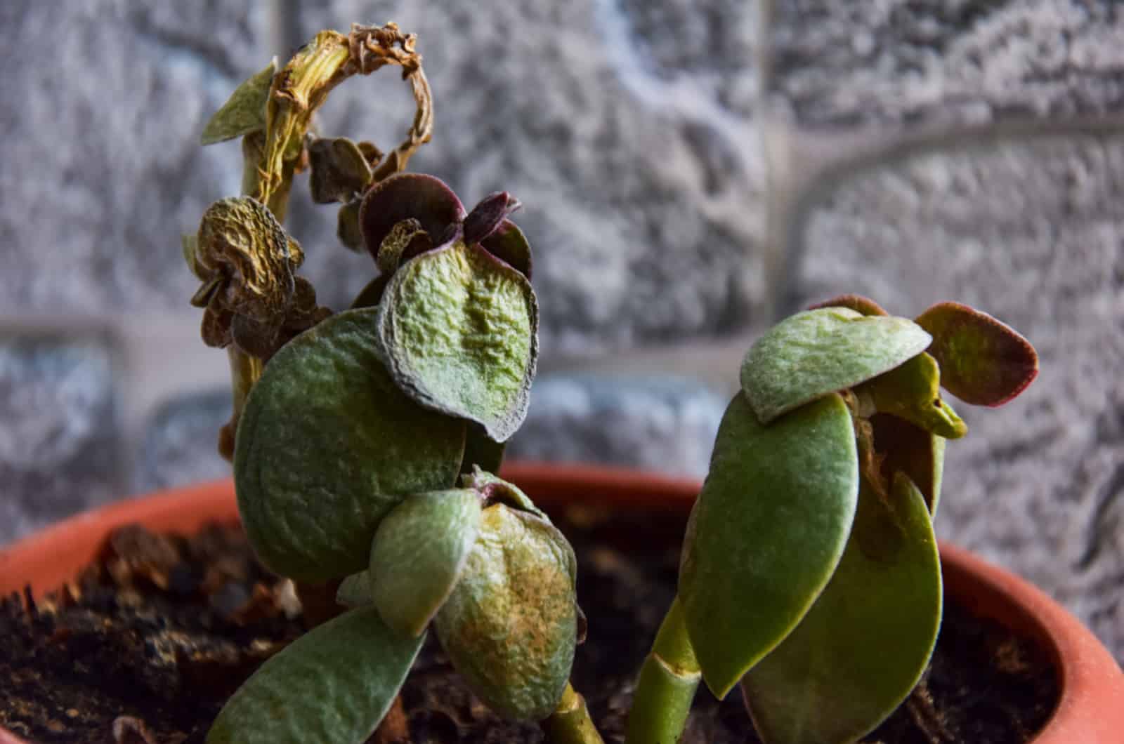 infested jade plant