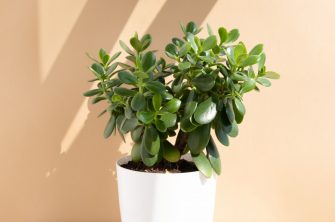 Scale On Jade Plant: How To Solve The Issue