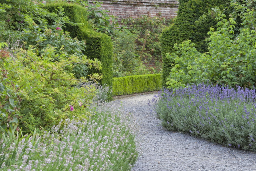 How To Make A Lavender Hedge: Helpful Tips And Benefits