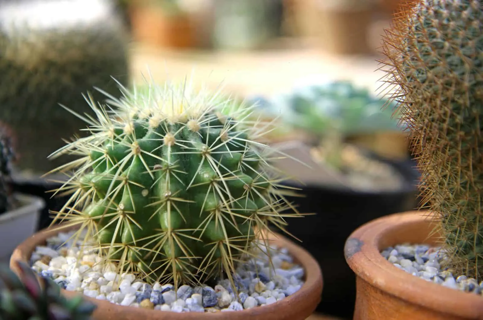 little Cactus in pot