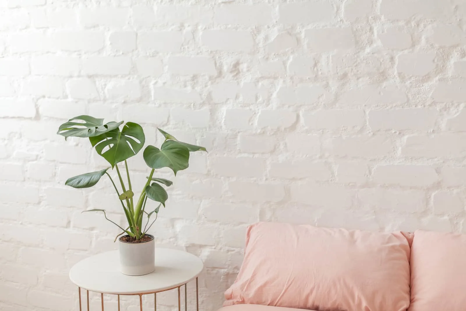 monstera plant on table