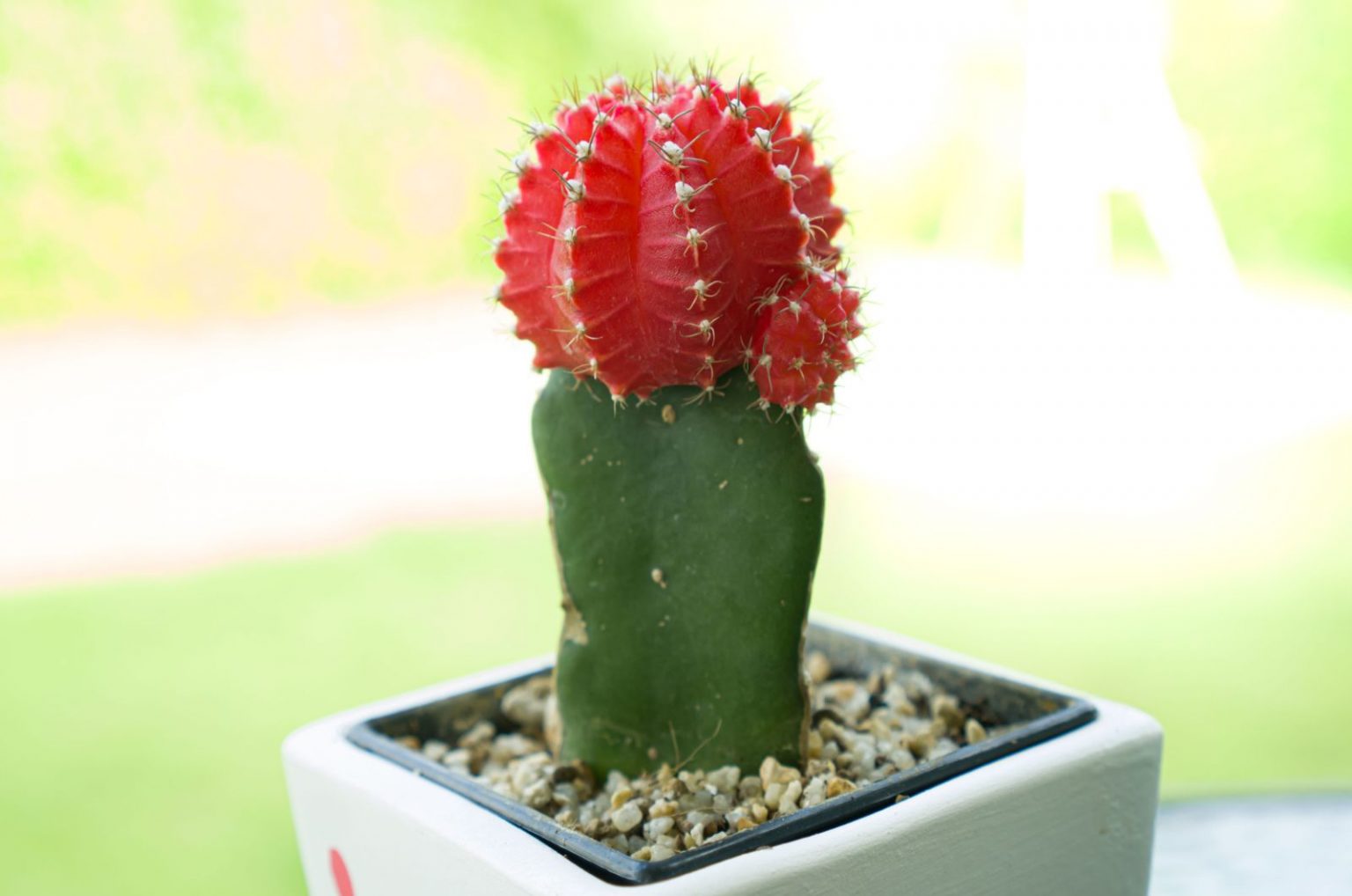 Are Moon Cacti Longlasting? All The Moon Cactus Lifespan Info