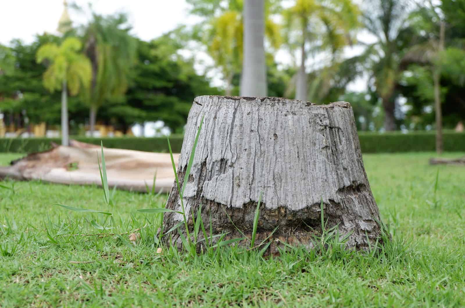 old Palm Tree Stump