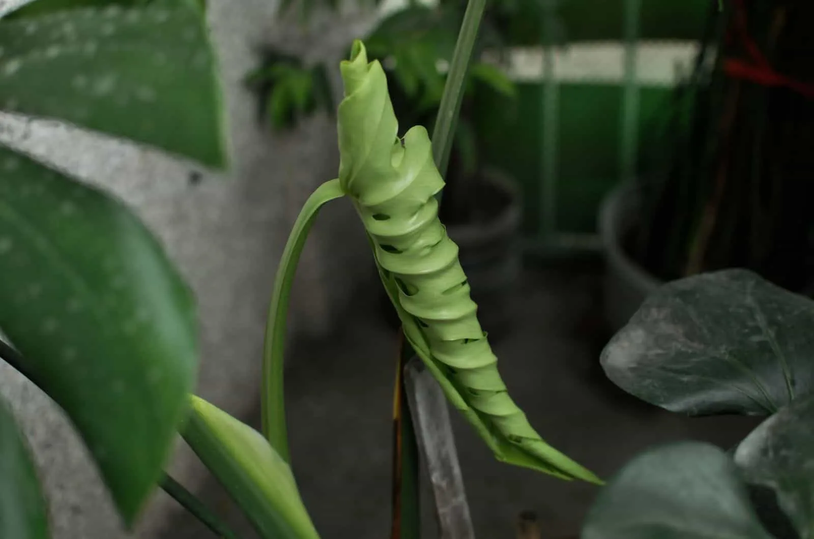 one Monstera Leaf curled
