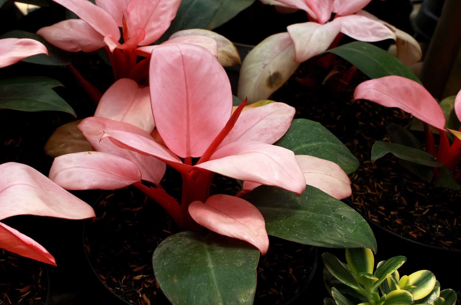 philodendron pink congo plant on pot