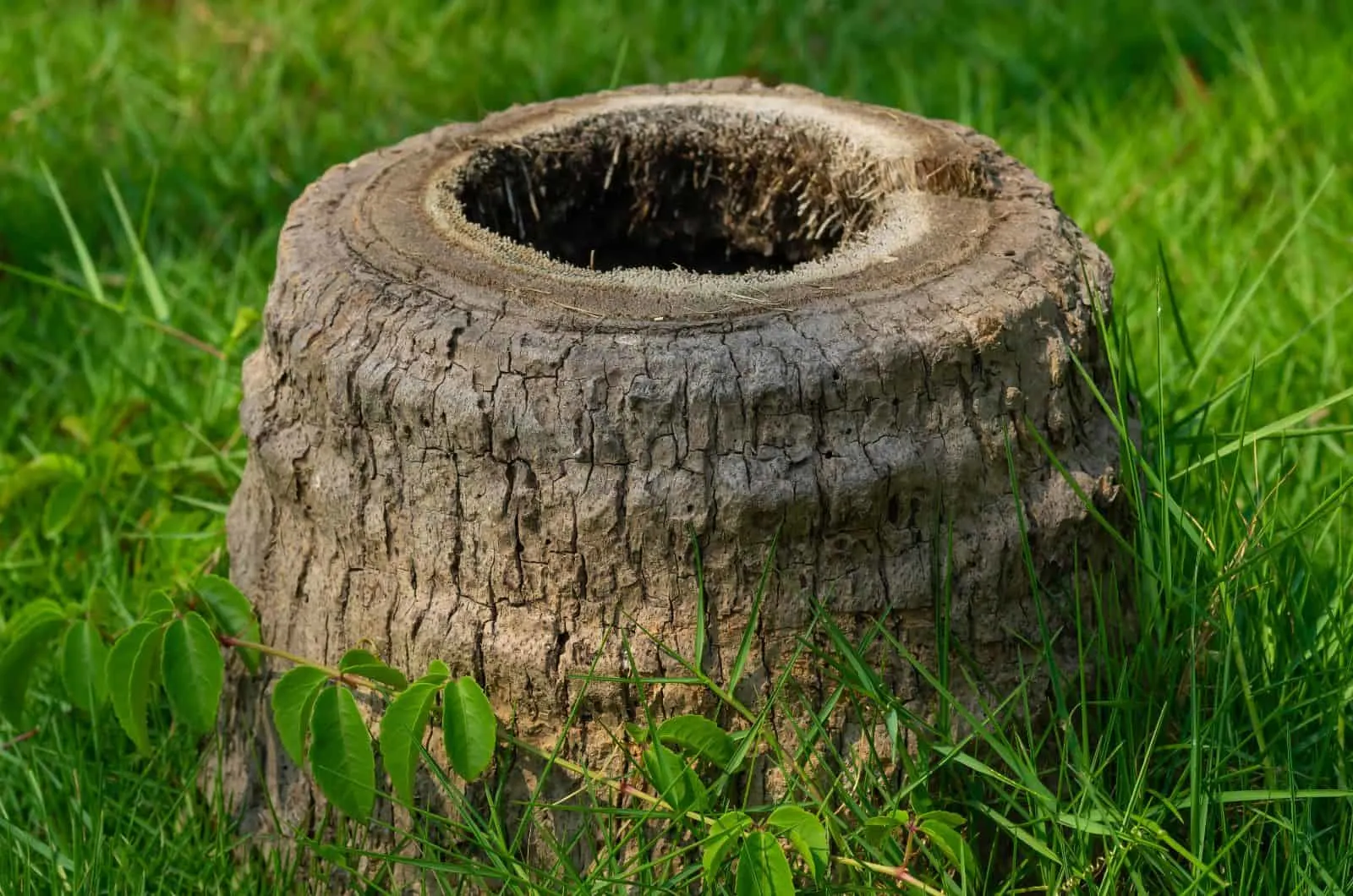 photo of Palm Tree Stump