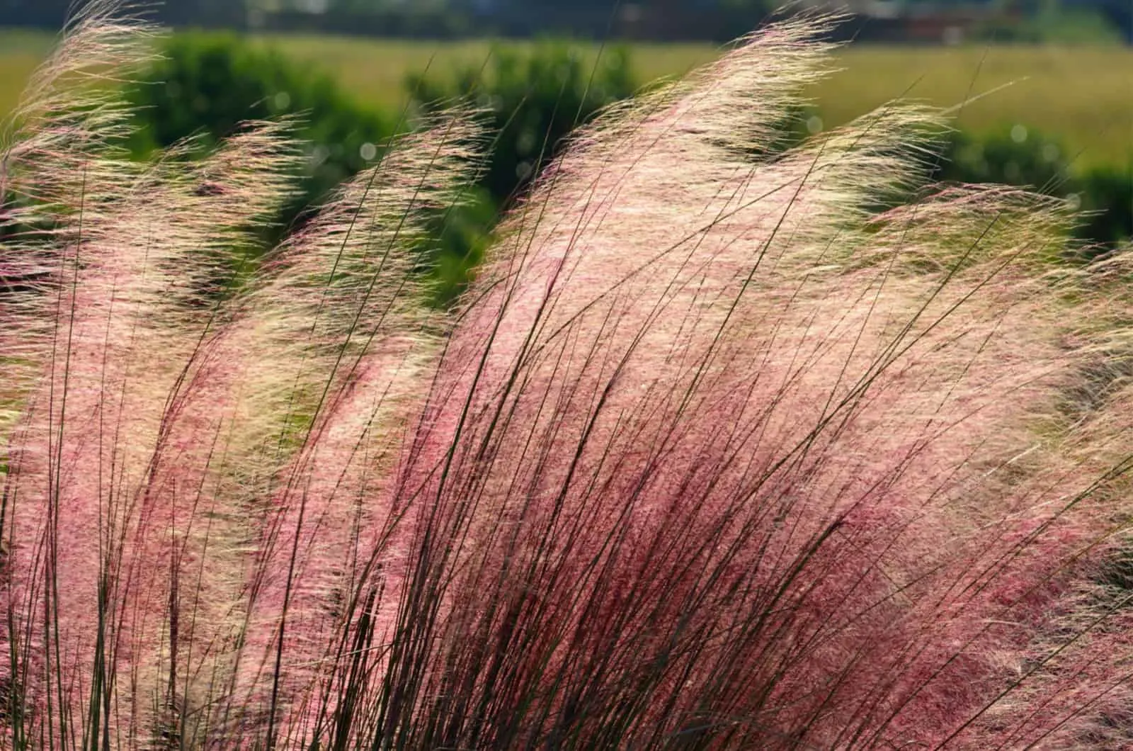 photo of pink muhly grass