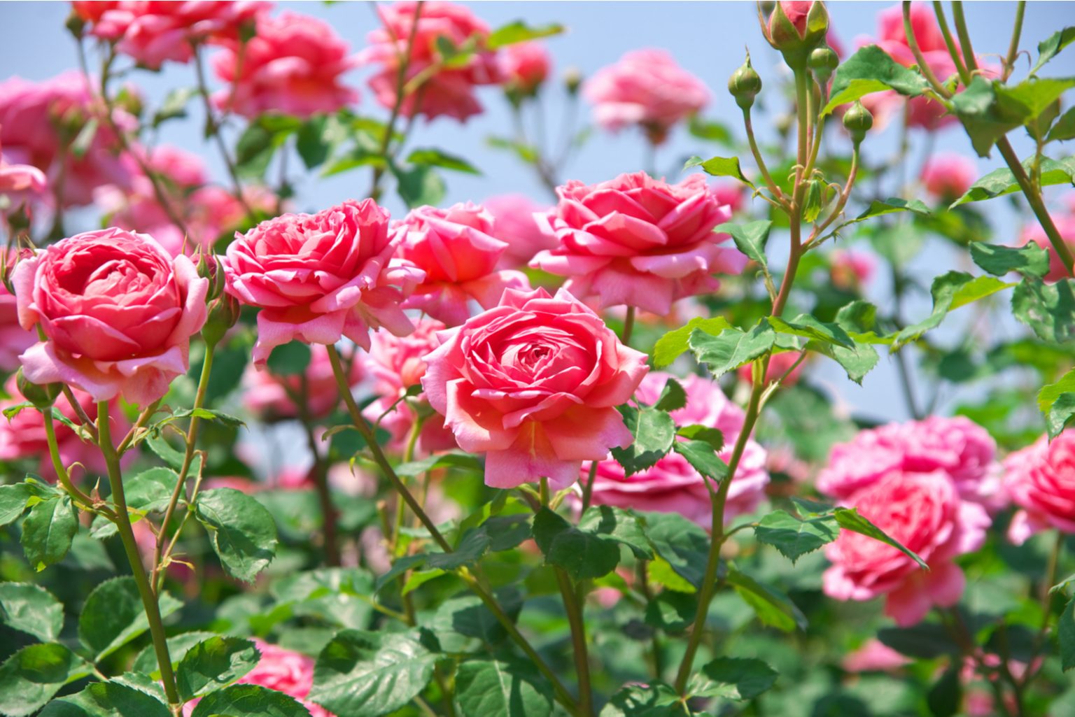Are Coffee Grounds Good For Roses? Discover the Surprising Benefits