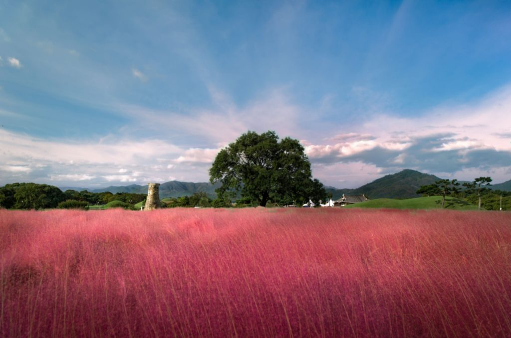 The Best Pink Muhly Grass Companion Plants: All The Info