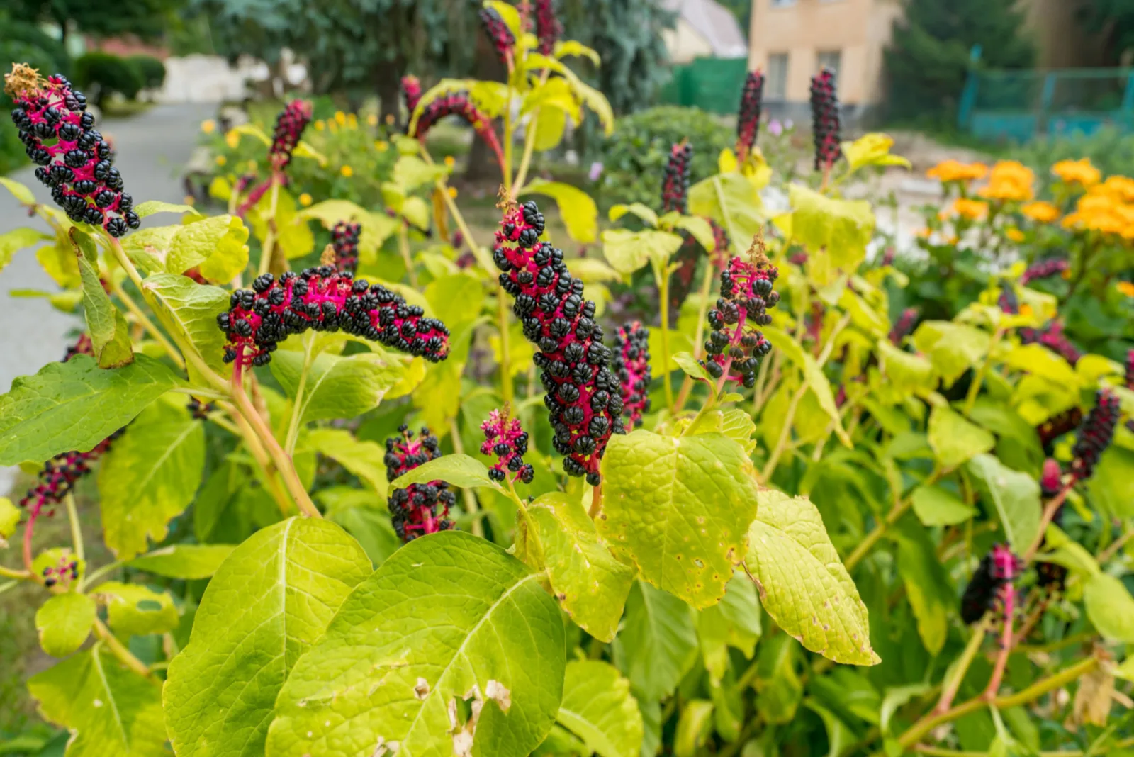 pokeweed plant with ripe berries
