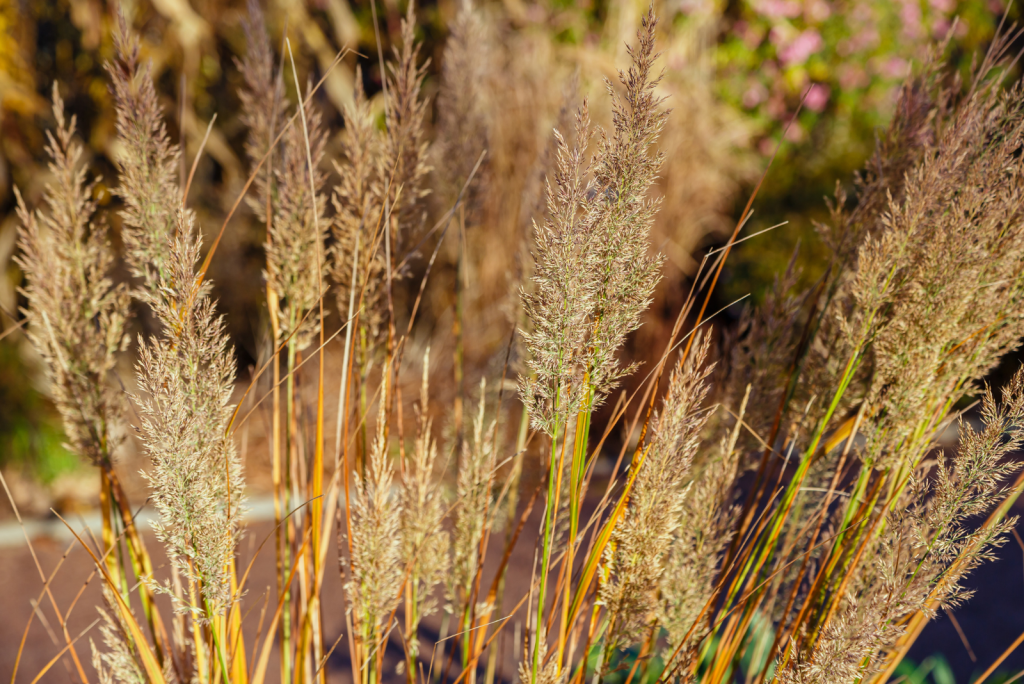 How To Grow And Care For Fall Blooming Reed Grass