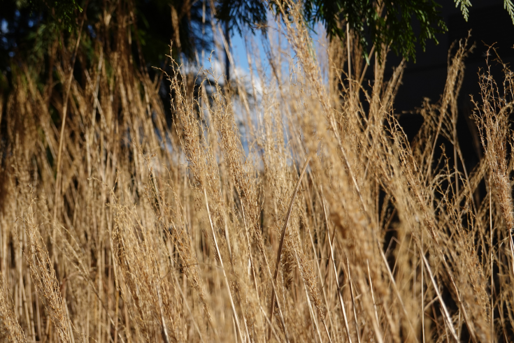 How To Grow And Care For Fall Blooming Reed Grass