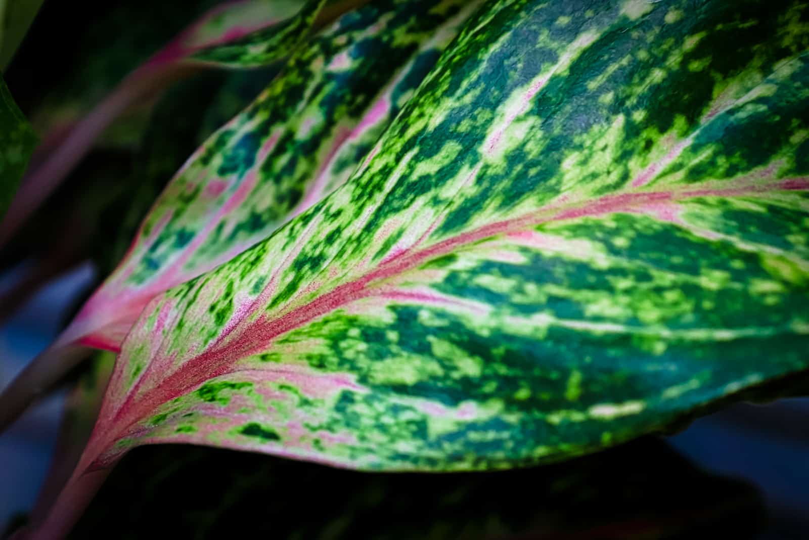 sparkling sarah leaf