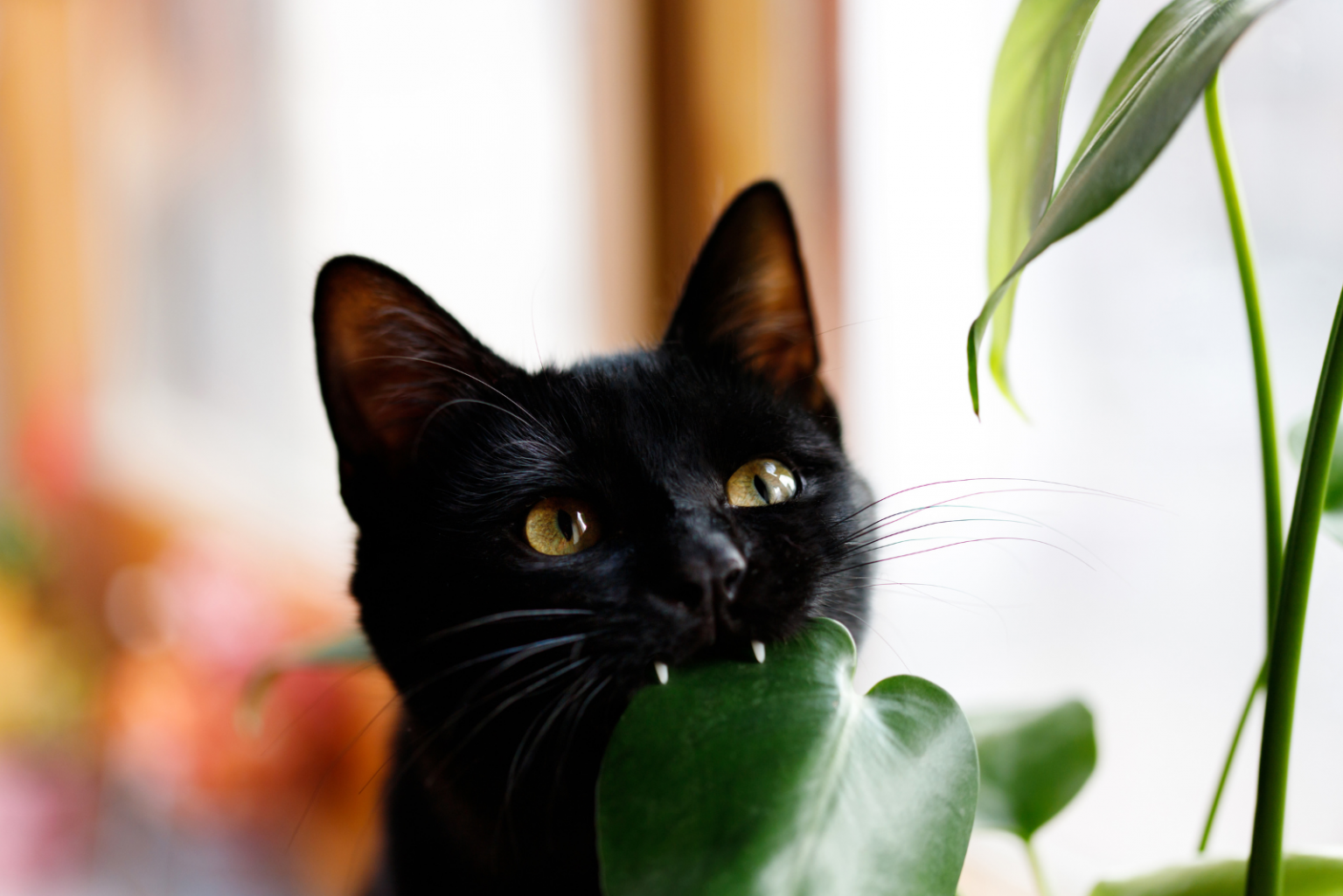 Are Monsteras Toxic To Cats The Definitive Answer   The Black Cat Bites The Flowers 1536x1025 