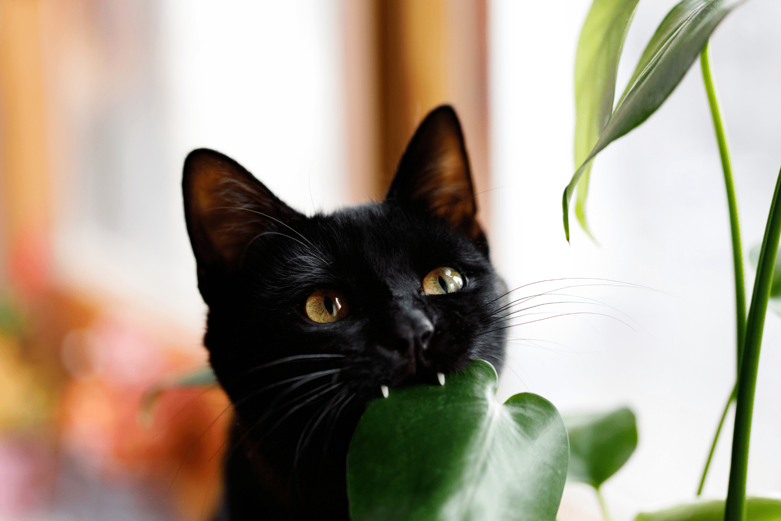 the black cat bites the flowers