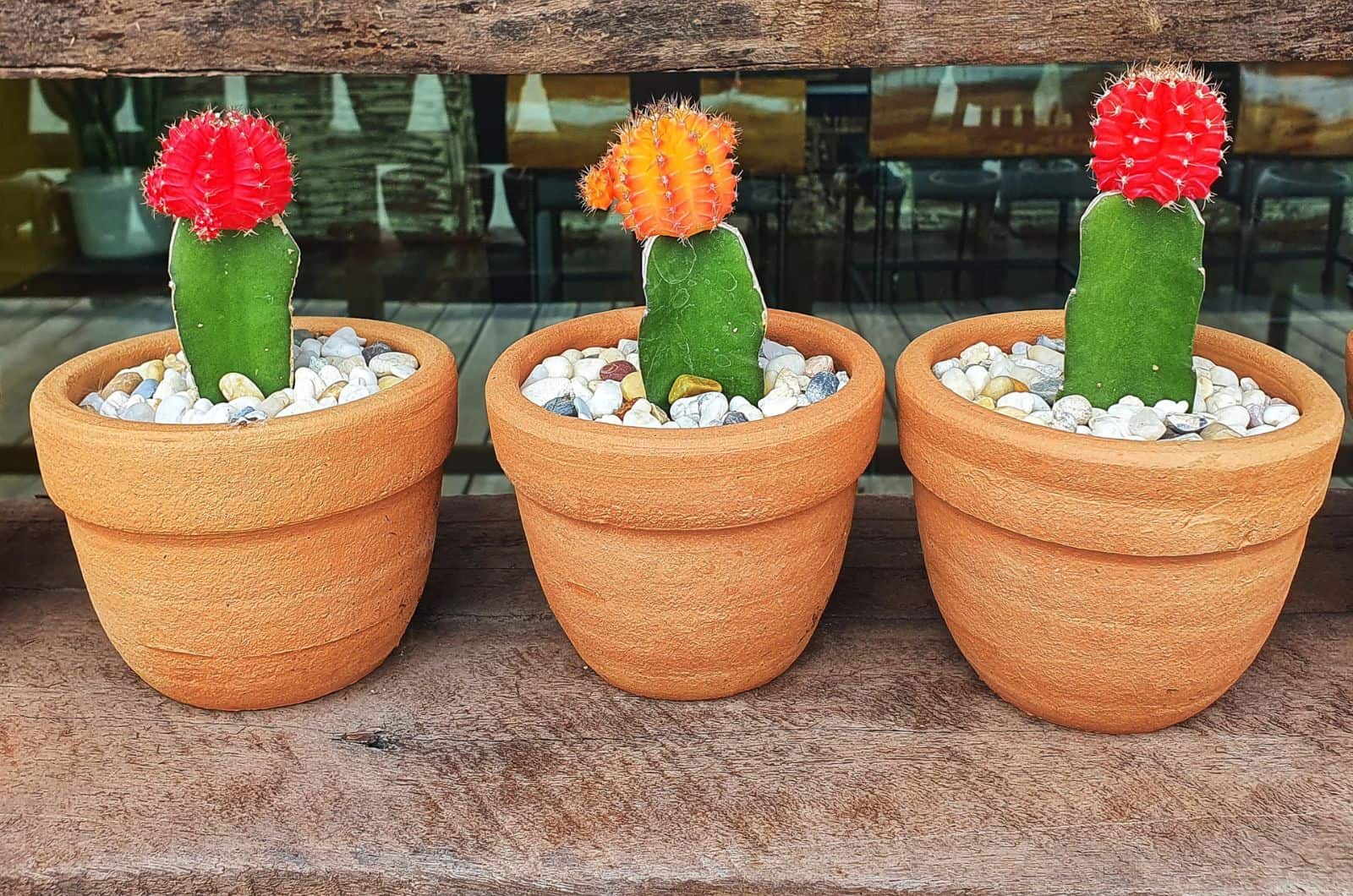 three moon cactus plants in pots