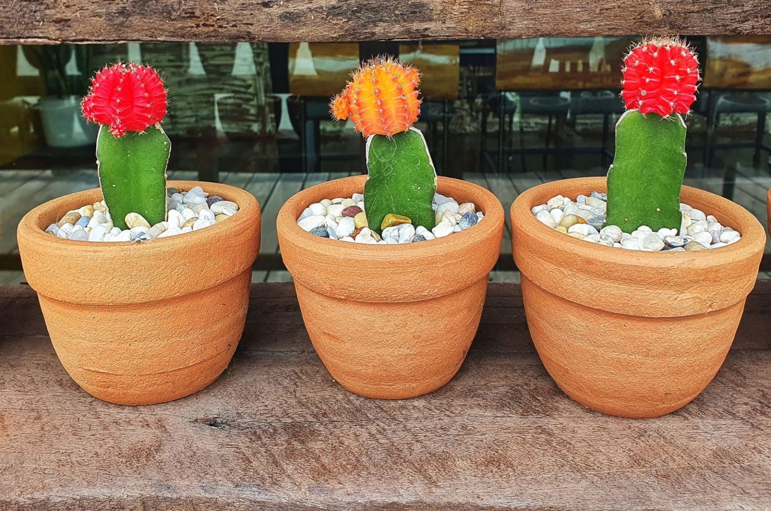 Are Moon Cacti Longlasting? All The Moon Cactus Lifespan Info