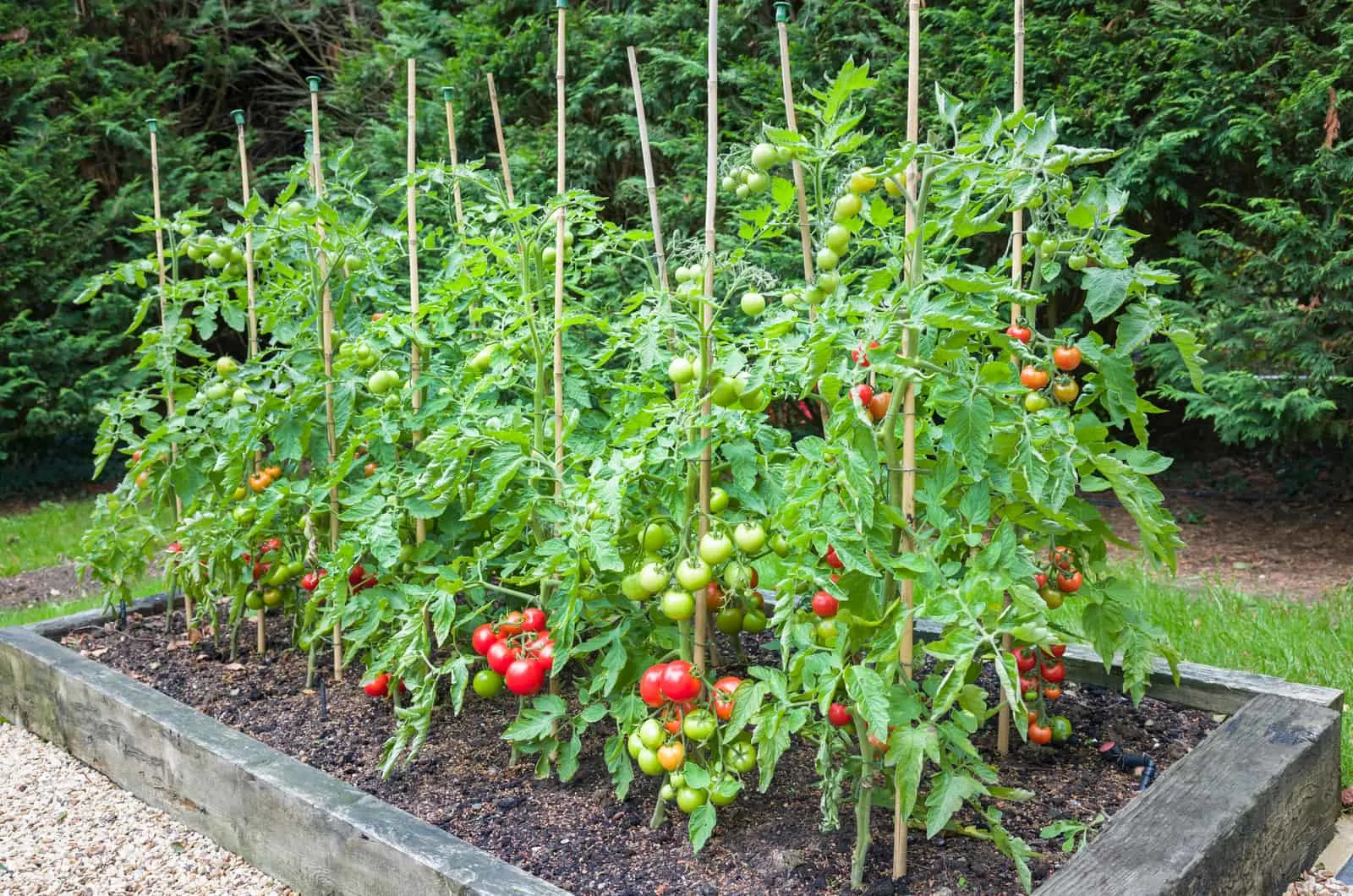 tomato plants in garden
