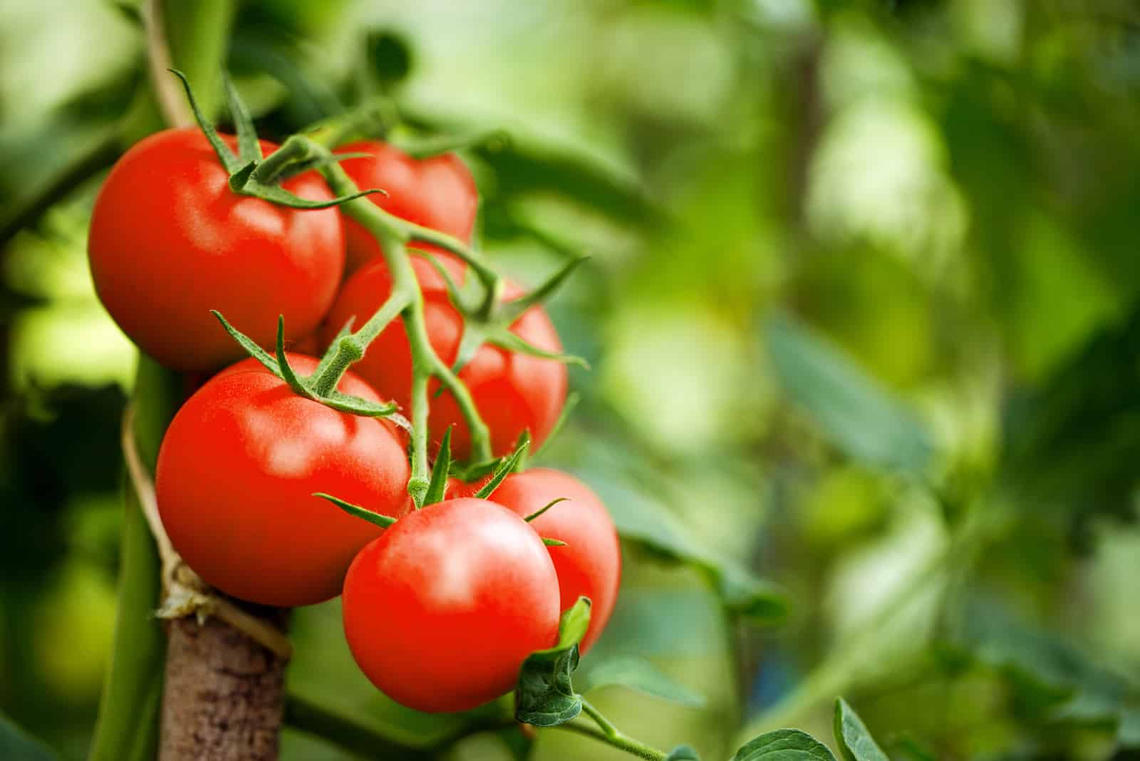 ripe tomatoes in garden