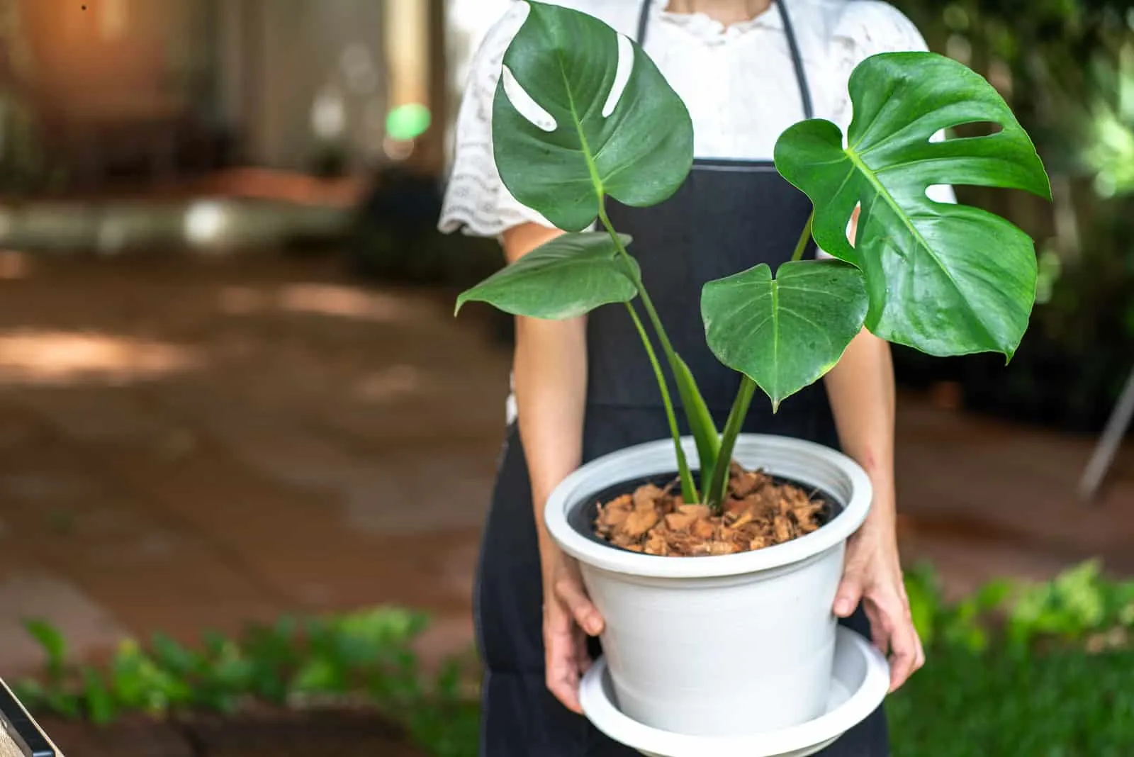 woman holding a monstera plant in a pot