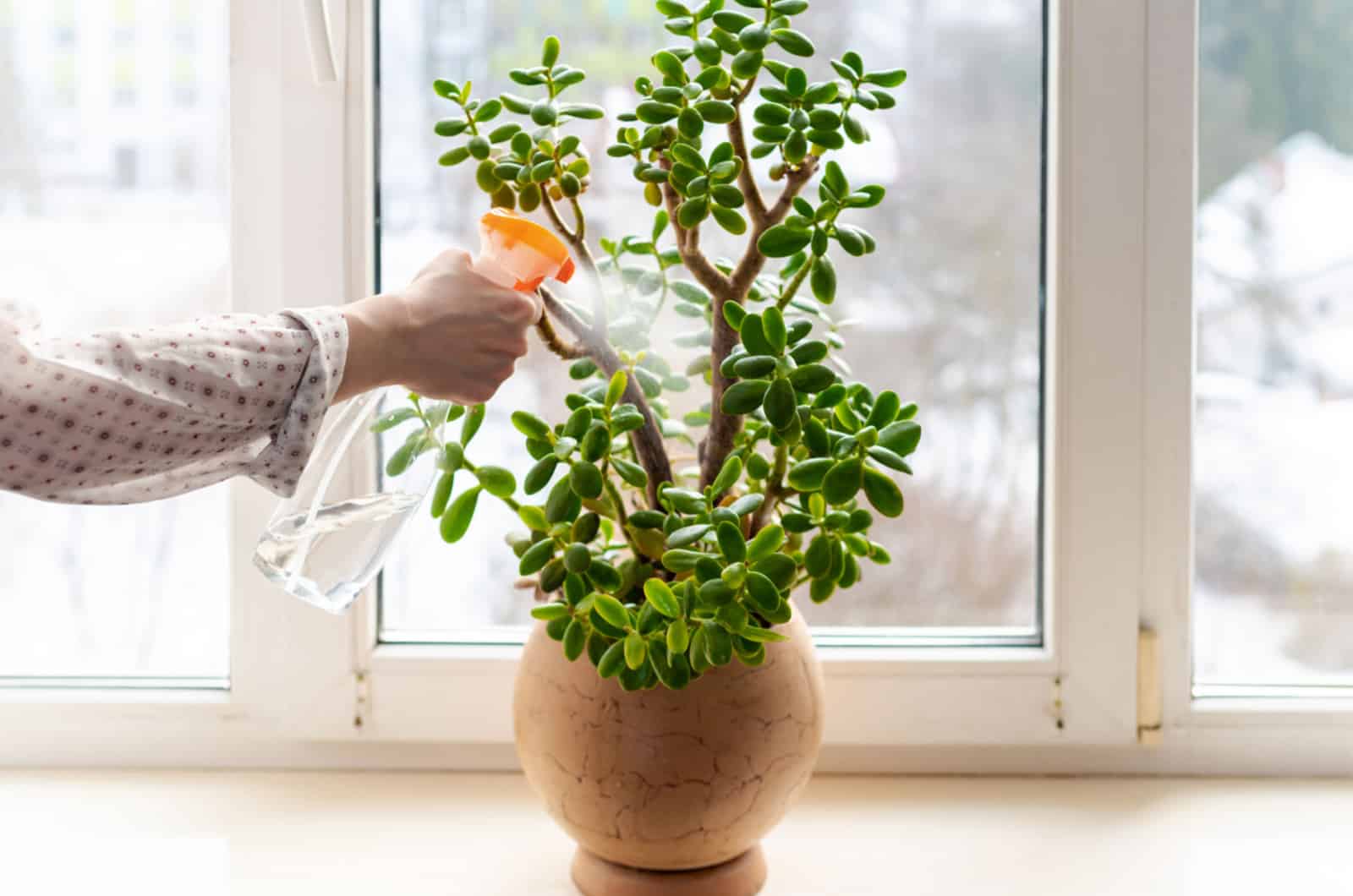 woman spraying a jade plant with water