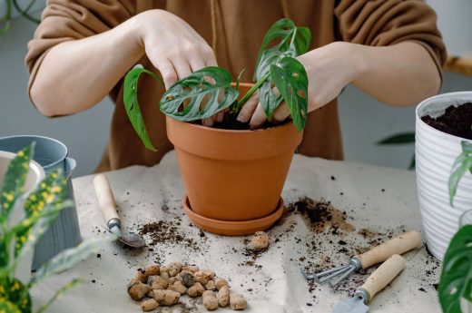 Monstera Root Rot: Symptoms, Causes, And How To Fix It