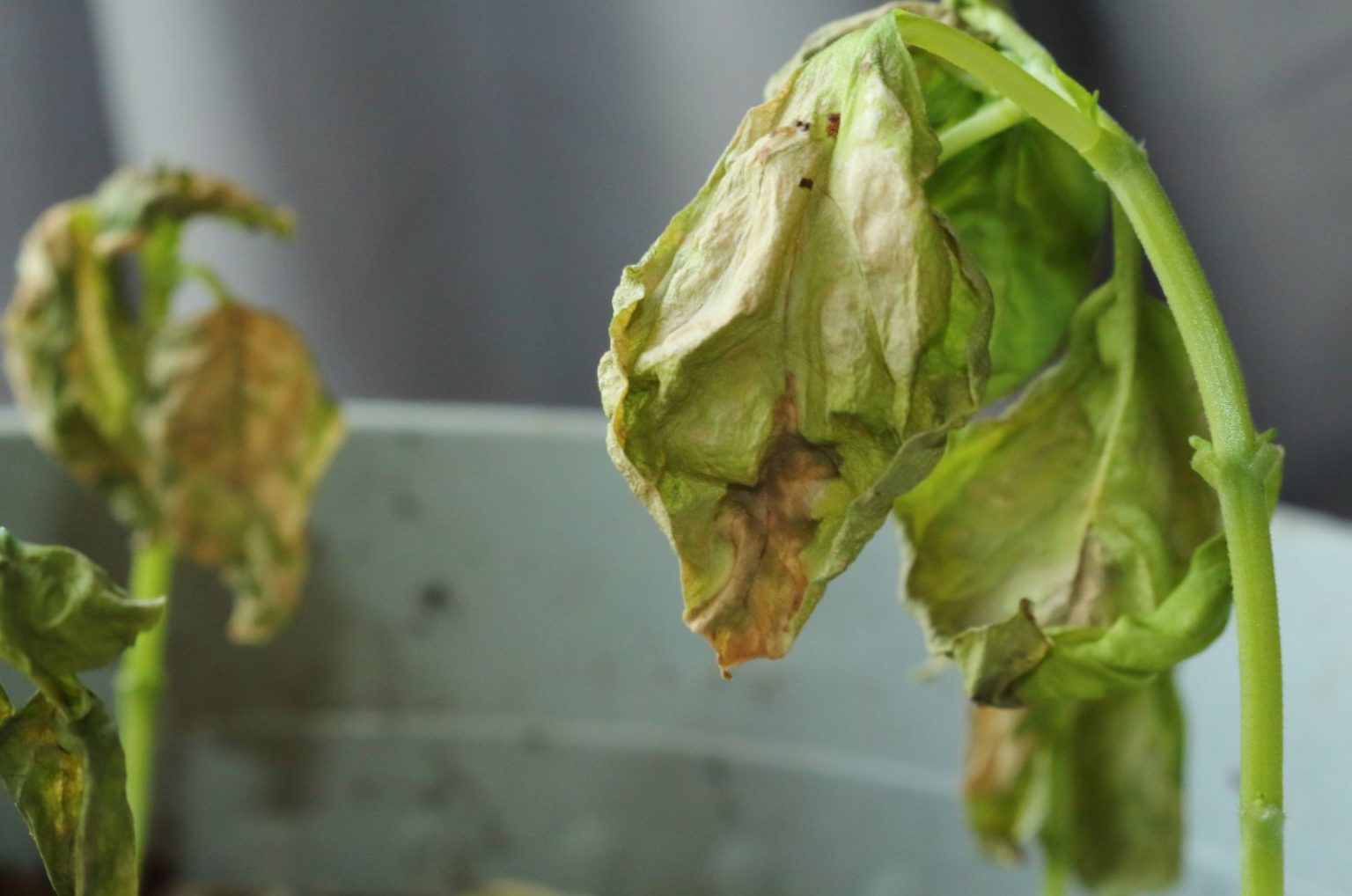 Basil Plant Wilting? Find Out Why And How To Fix It