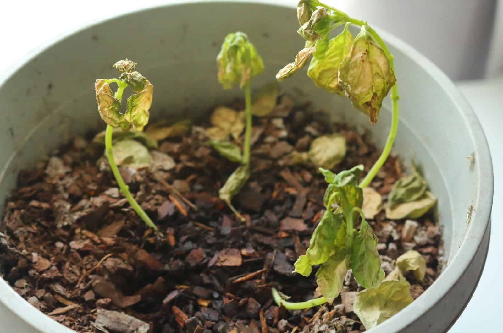 yellow Basil Plant dying