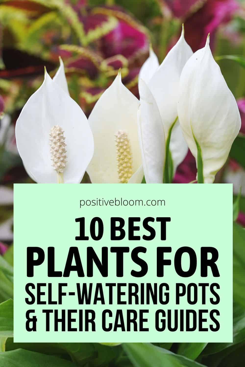 10 Best Plants For Self-Watering Pots And Their Care Guides Pinterest
