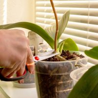 Removing old orchid blooming spikes from the orchid