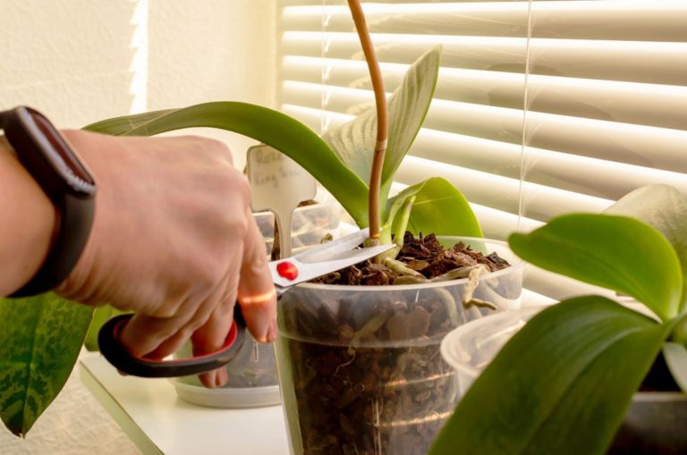 Removing old orchid blooming spikes from the orchid