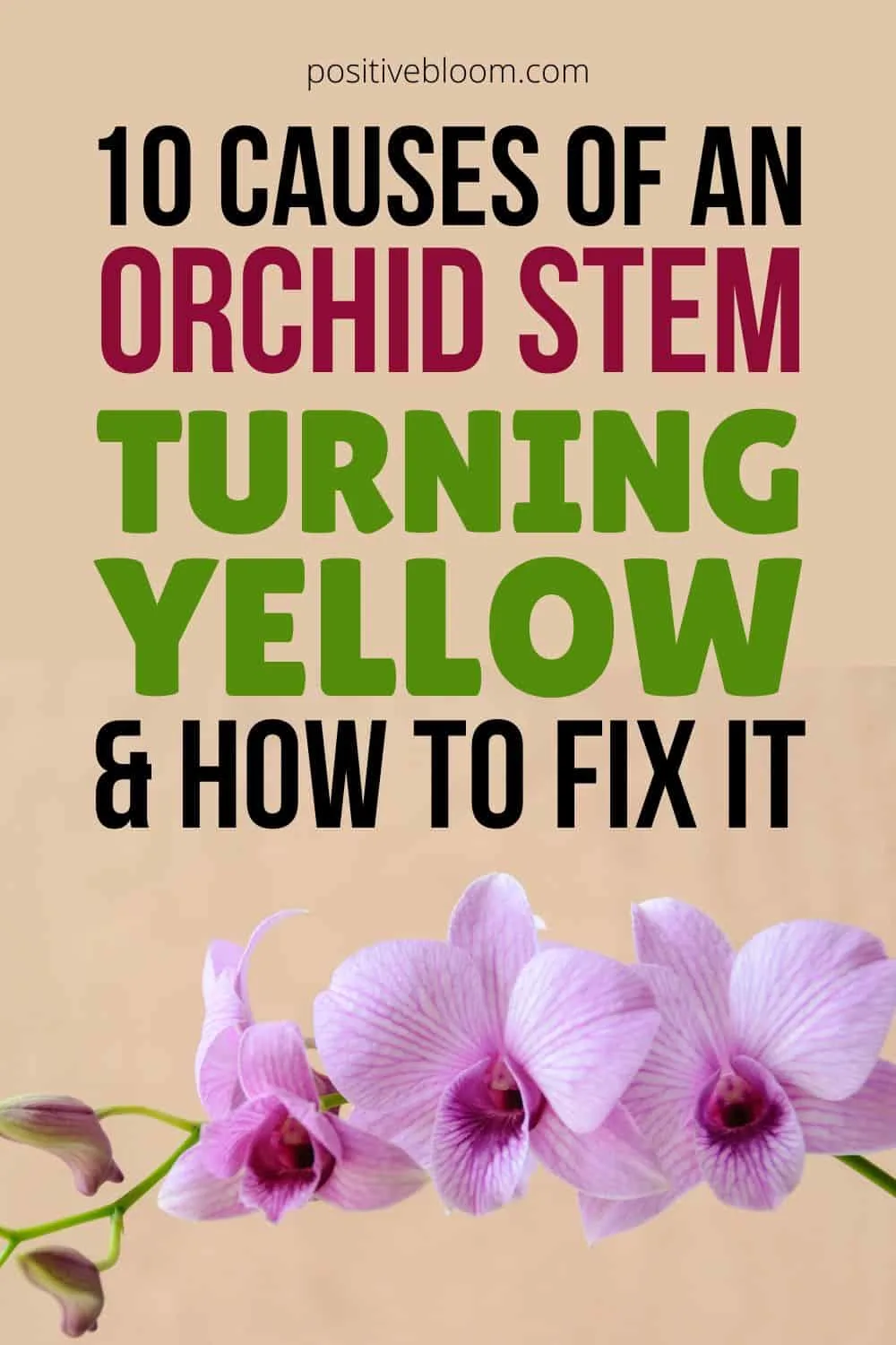 10 Causes Of An Orchid Stem Turning Yellow And How To Fix It Pinterest