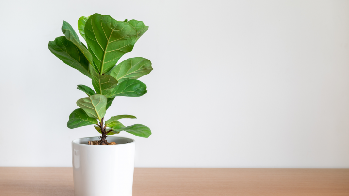 11 Fiddle Leaf Fig Problems & How To Deal With Them