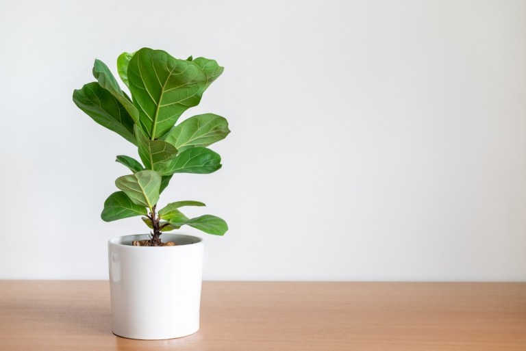 Fiddle Leaf Fig in a white pot