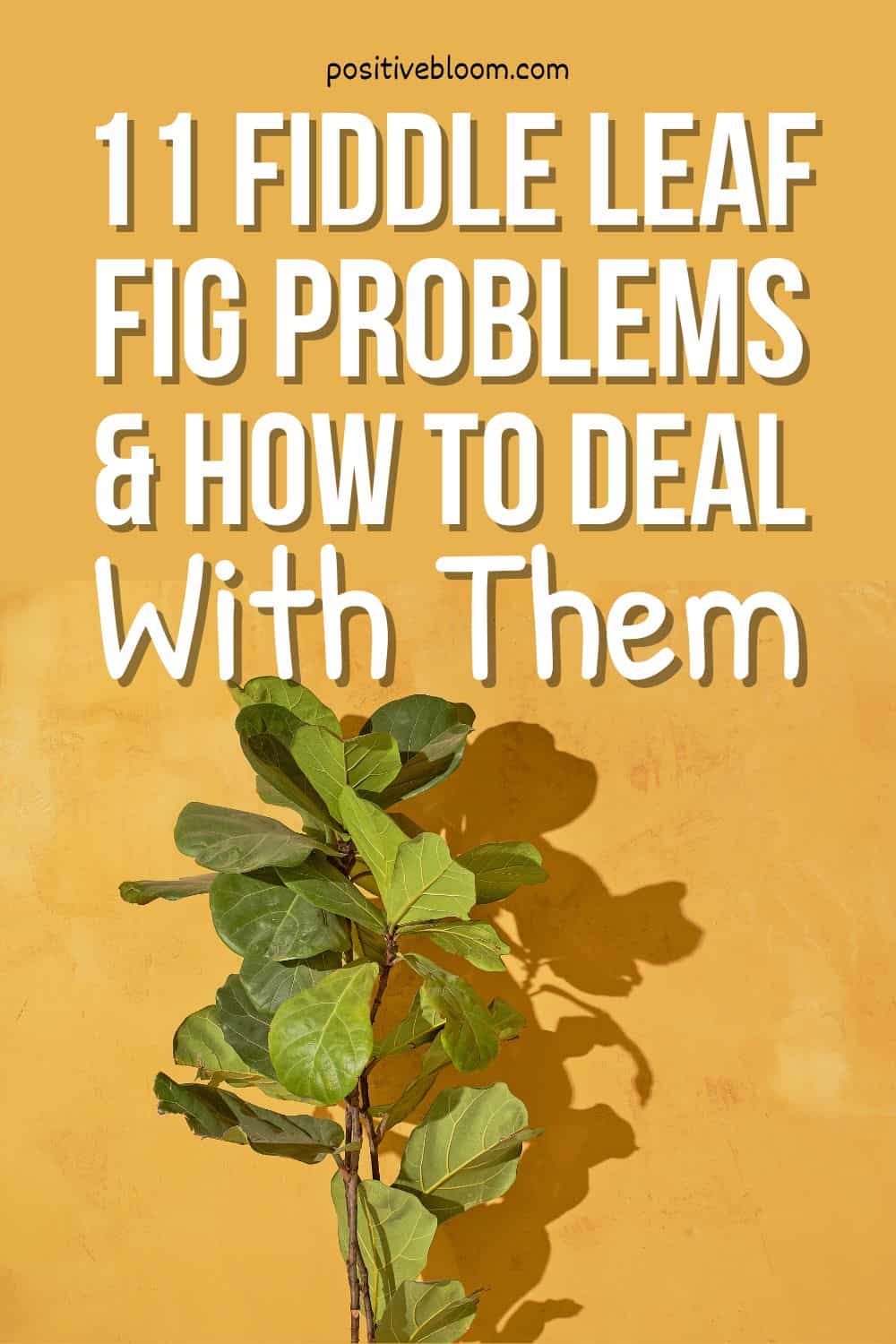 11 Fiddle Leaf Fig Problems & How To Deal With Them Pinterest