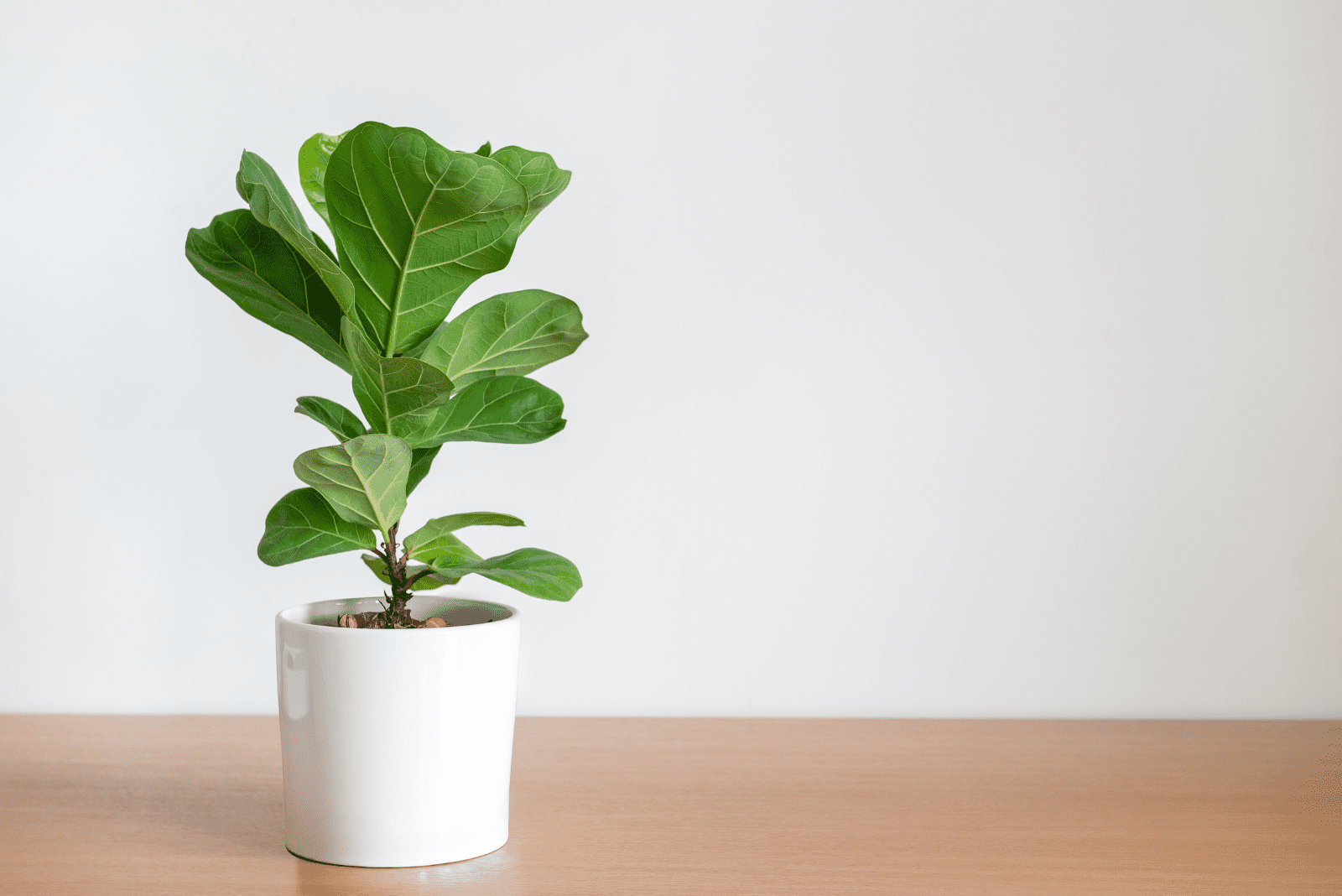 11 Fiddle Leaf Fig Problems & How To Deal With Them