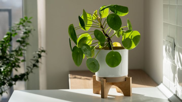 12 Common Pilea Peperomioides Problems And How To Fix Them
