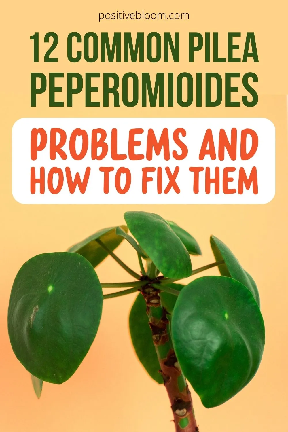 12 Common Pilea Peperomioides Problems And How To Fix Them Pinterest