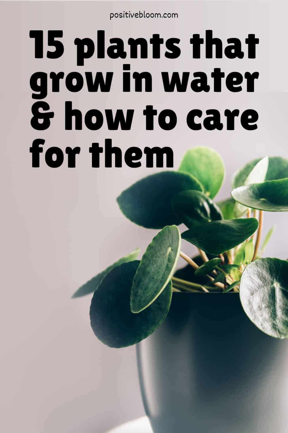 15 Plants That Grow In Water And How To Care For Them Pinterest