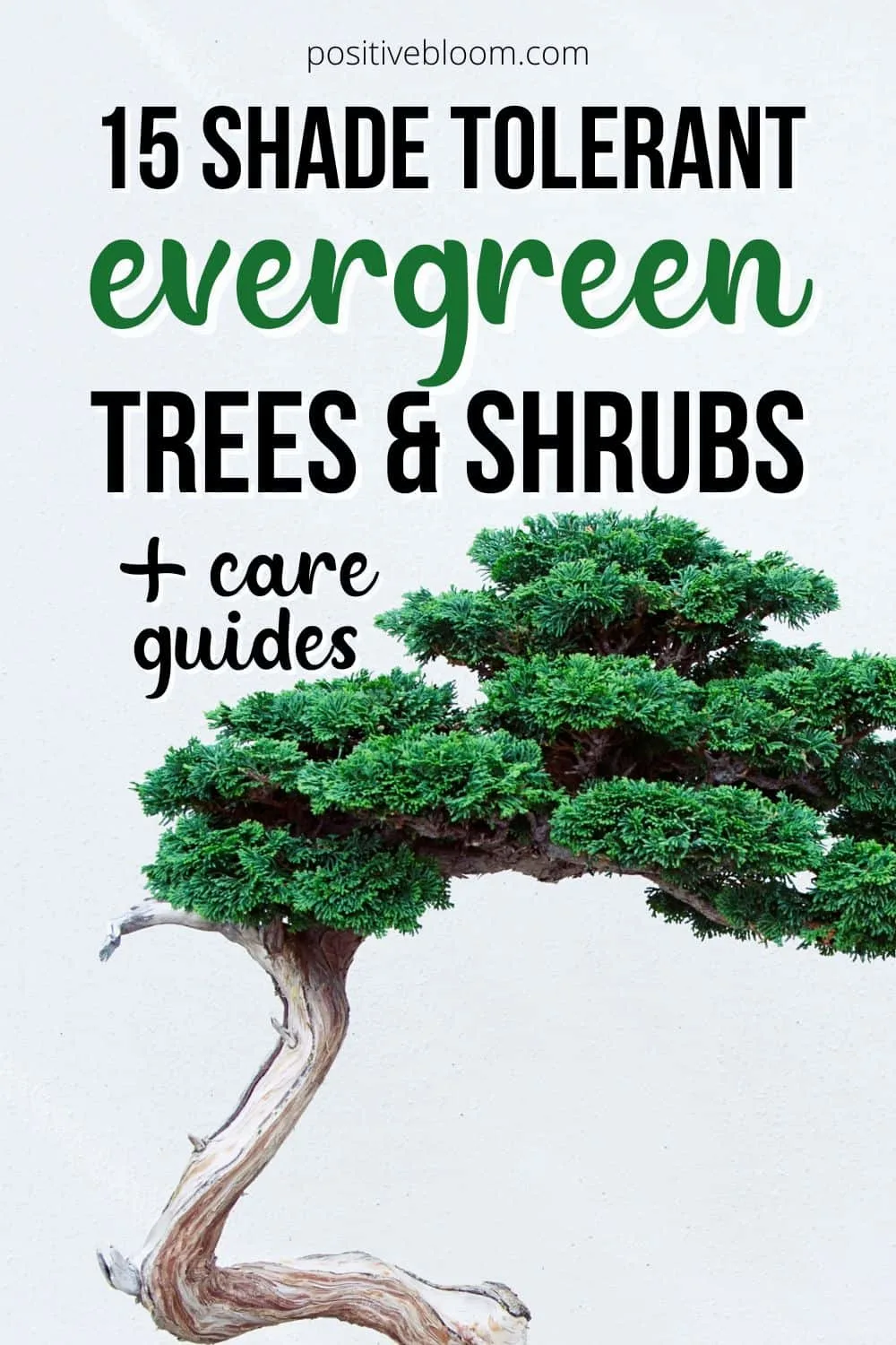 15 Shade Tolerant Evergreen Trees And Shrubs + Care Guides Pinterest (1)