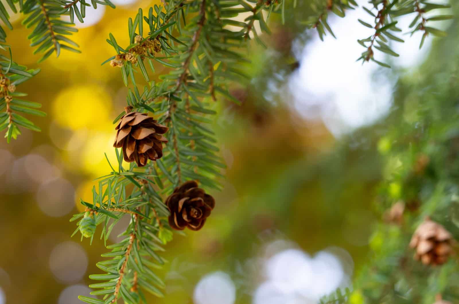 15 Shade Tolerant Evergreen Trees And Shrubs + Care Guides