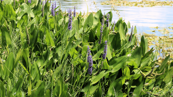 15 Water Plants For Ponds And Tips For Growing Them