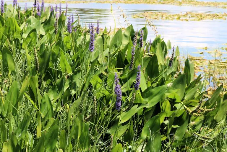 15 Water Plants For Ponds And Tips For Growing Them