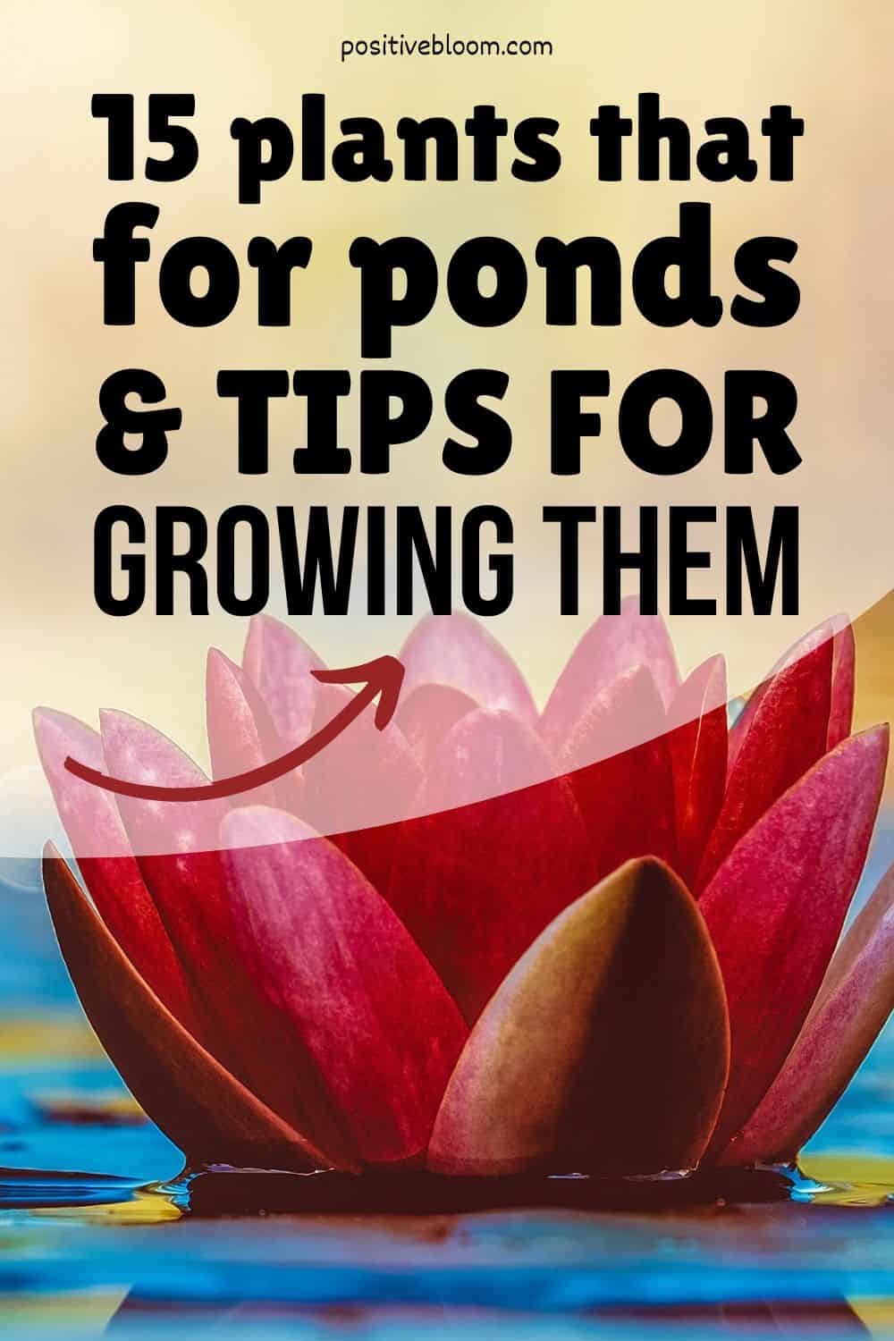 15 Water Plants For Ponds And Tips For Growing Them Pinterest