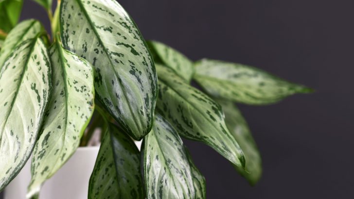20 Aglaonema Varieties For Every Home And Their Care Guides