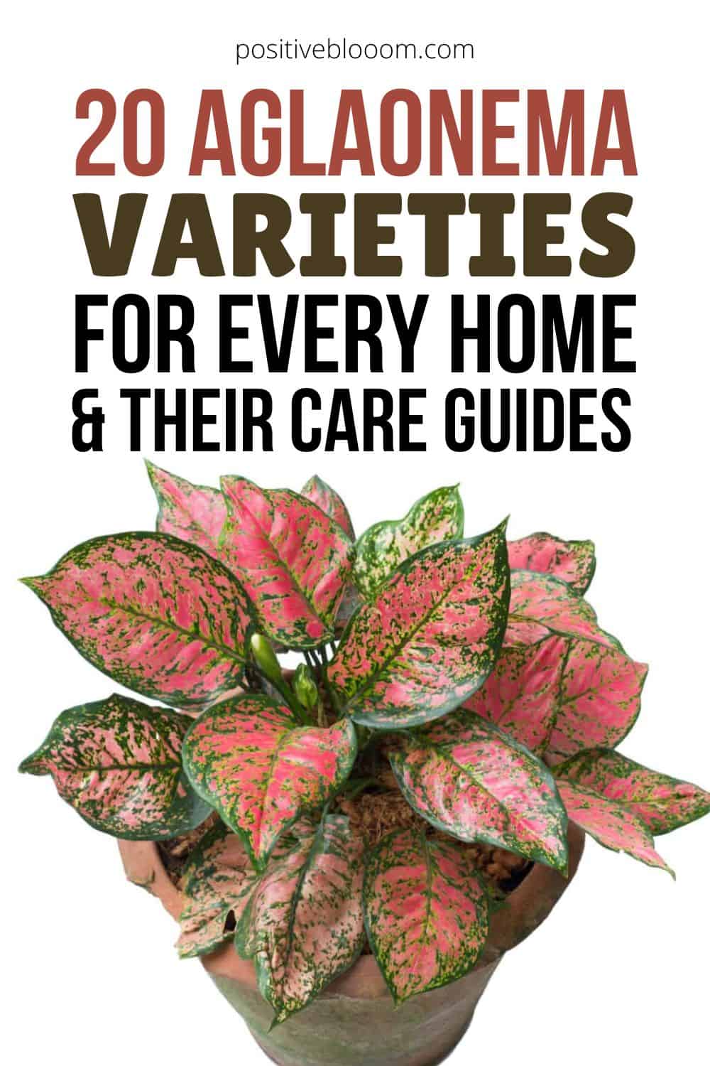 20 Aglaonema Varieties For Every Home And Their Care Guides Pinterest