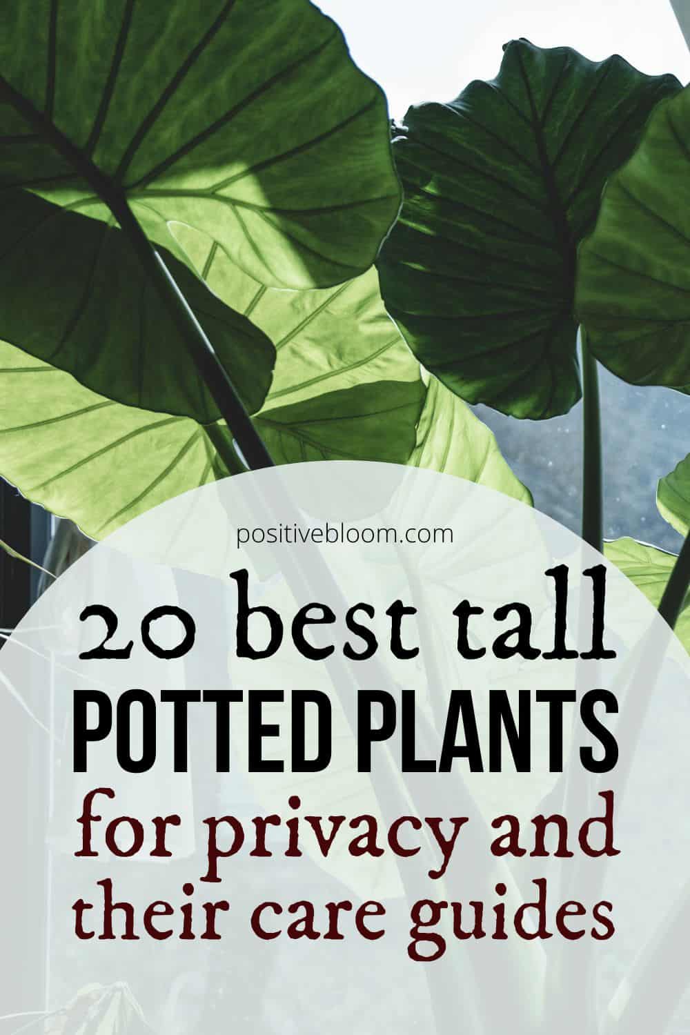 20 Best Tall Potted Plants For Privacy And Their Care Guides Pinterest