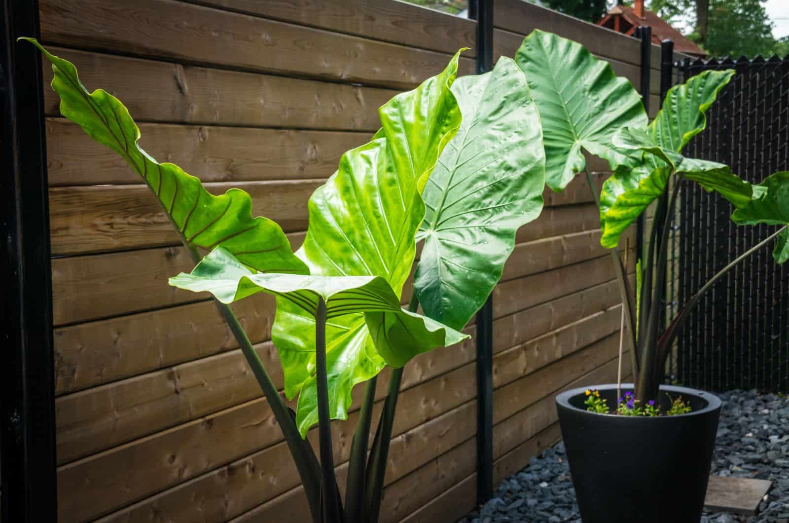20 Best Tall Potted Plants For Privacy And Their Care Guides