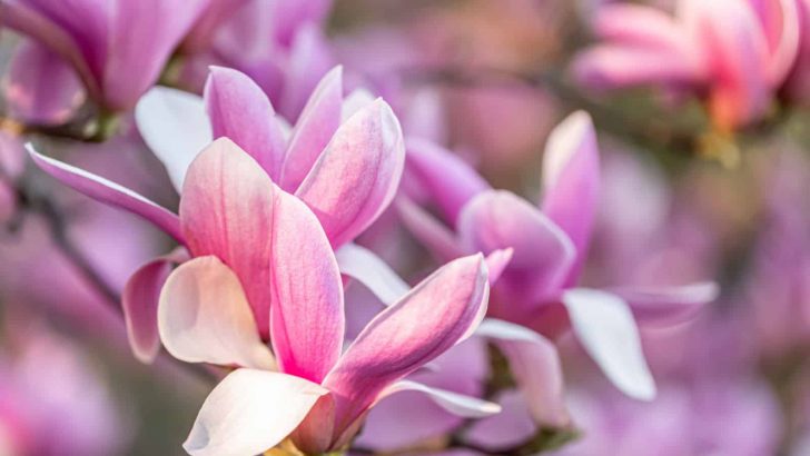 28 Breathtaking Chinese Flowers And What They Symbolize