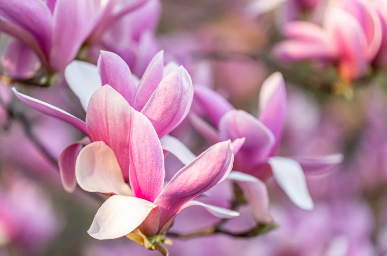 magnolia flowers